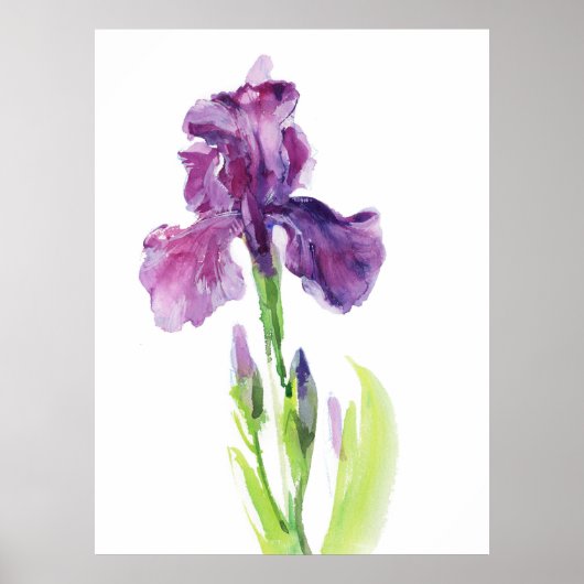 Purple Iris in Light Watercolor ポスター (正面)