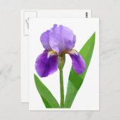 Purple Iris Postcard ポストカード (正面/裏面)