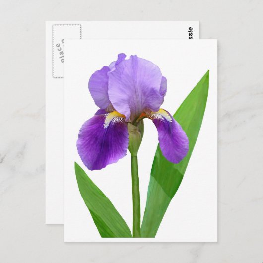 Purple Iris Postcard ポストカード (正面/裏面)
