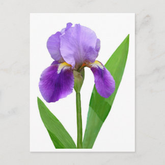 Purple Iris Postcard ポストカード