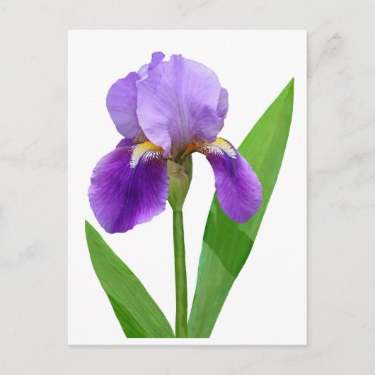 Purple Iris Postcard ポストカード (正面)