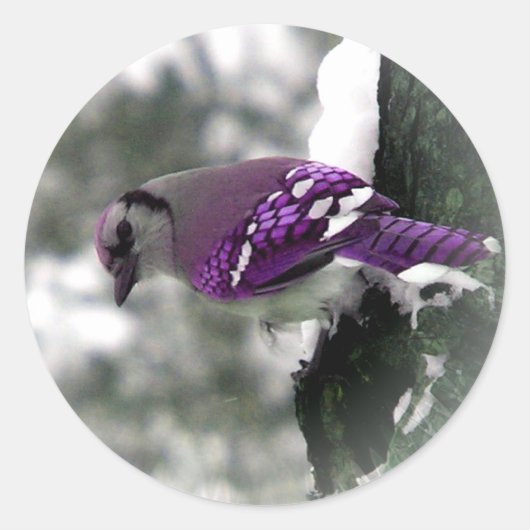 Purple Jay Birdスタンプ ラウンドシール (正面)