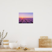 Purple Lavender Fields Poster - Provence France ポスター (キッチン)