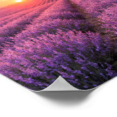 Purple Lavender Fields Poster - Provence France ポスター (角)