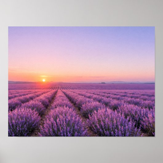 Purple Lavender Fields Poster - Provence France ポスター (正面)