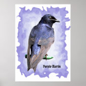 Purple Martin ポスター (正面)