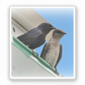 Purple Martin Pair シール (正面)