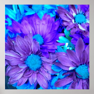 Purple N Turquoise Daisies  ポスター