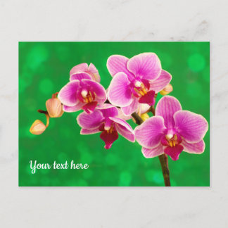 Purple Orchid on Green Postcard ポストカード