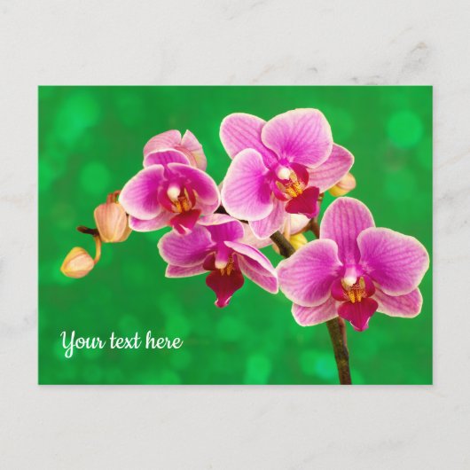 Purple Orchid on Green Postcard ポストカード (正面)