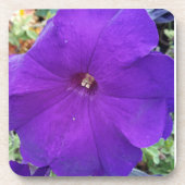Purple Petunia Coster コースター (正面)