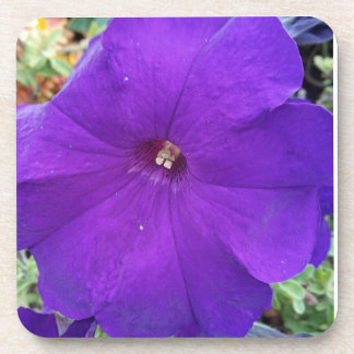 Purple Petunia Coster コースター