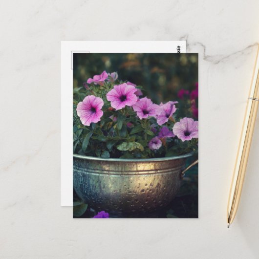 Purple Petunias ポストカード (正面/裏面インサイチュ)