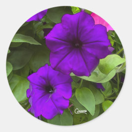 Purple Petunias – 封筒シール ラウンドシール