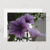 purple petunias post card ポストカード (正面/裏面)