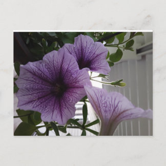 purple petunias post card ポストカード
