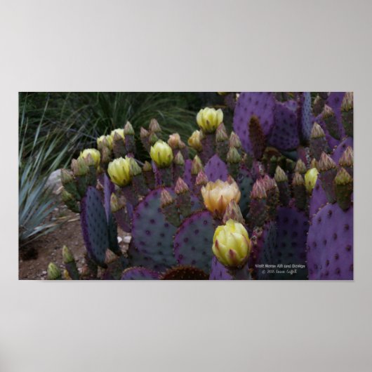 Purple prickly pear opuntia cactus yellow flowers ポスター (正面)