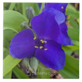 Purple Spiderwort Flower Floral タイル (正面)
