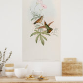 Purple-tailed Avocet Hummingbird by John Gould ポスター (キッチン)