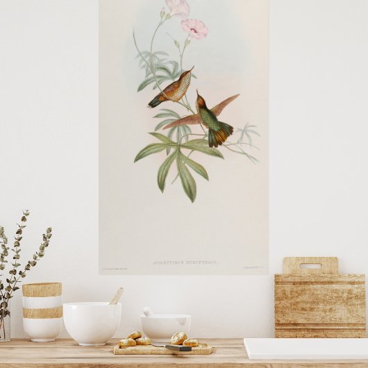 Purple-tailed Avocet Hummingbird by John Gould ポスター (キッチン)