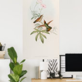 Purple-tailed Avocet Hummingbird by John Gould ポスター (ホームオフィス)