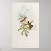 Purple-tailed Avocet Hummingbird by John Gould ポスター (正面)