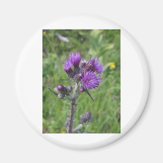 purple thistle マグネット (正面)