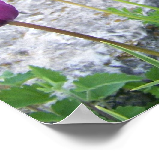 Purple Tulips Poster ポスター (角)