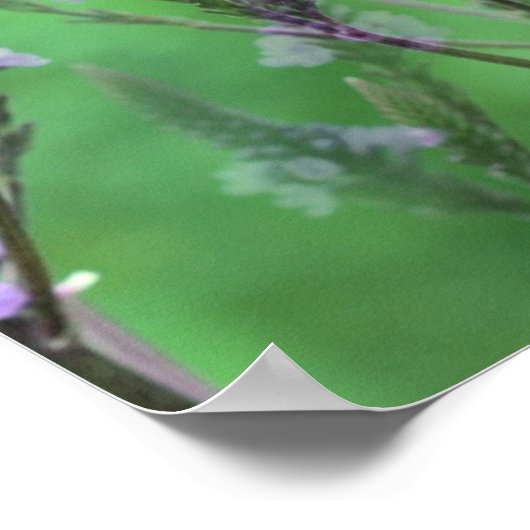 Purple Vervain Flowers Multiplied ポスター (角)