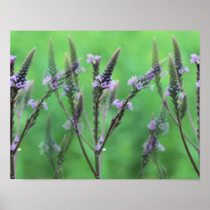 Purple Vervain Flowers Multiplied ポスター