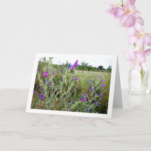 Purple Viper's-bugloss、Echium Plant カード (蘭)