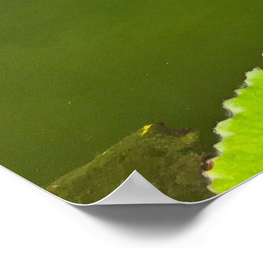 Purple Water Lilies on Green Pond ポスター (角)