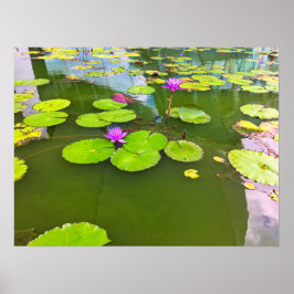 Purple Water Lilies on Green Pond ポスター