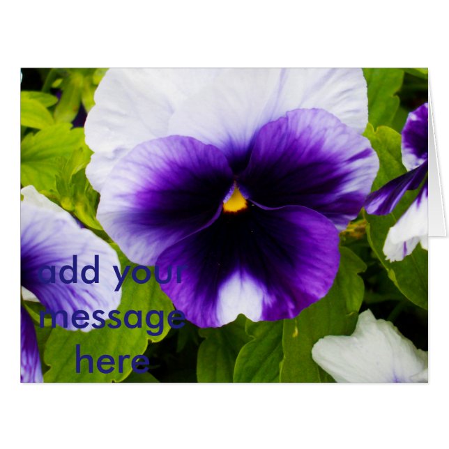 Purple_White_Pansies,_ (正面横)