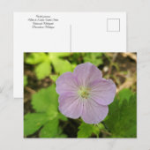 Purple Wild Geranium Michigan Wildflower Postcard シーズンポストカード (正面/裏面)