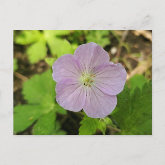 Purple Wild Geranium Michigan Wildflower Postcard シーズンポストカード (正面)