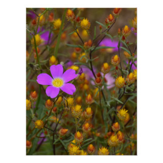 Purple Wildflower – Nature’s Colour Symphony ポスター