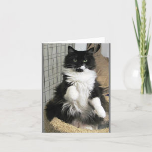 Purrfect Felineファンシー Cat写真設計 カード