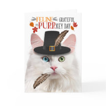 PURRkey Dayに感謝するホワイトアンゴラ猫ネコ