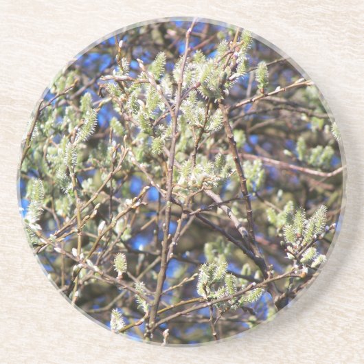 PUSSY WILLOW コースター (正面)