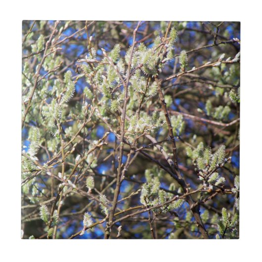 PUSSY WILLOW タイル (正面)