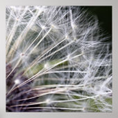 Pusteblume ポスター (正面)