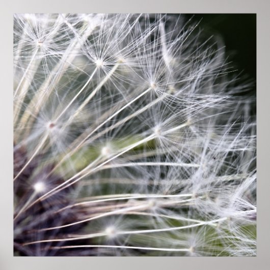 Pusteblume ポスター (正面)