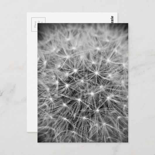 Pusteblume ポストカード (正面/裏面)