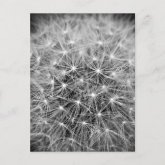 Pusteblume ポストカード