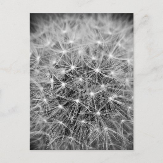 Pusteblume ポストカード (正面)