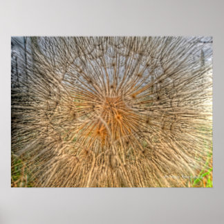 pusteblume 2007 ポスター