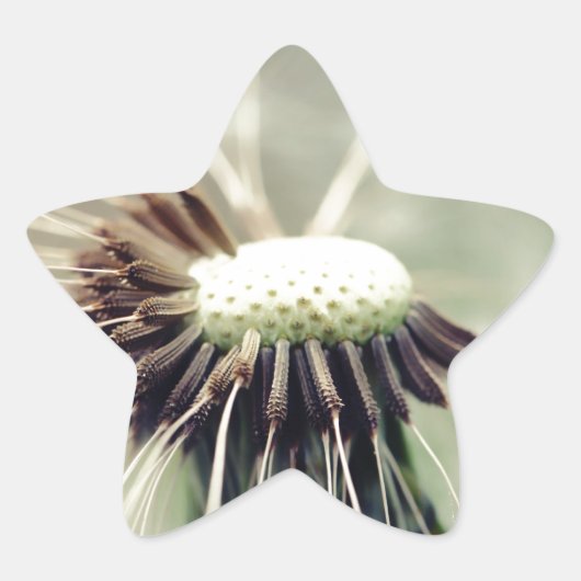 Pusteblume 2013 3 星シール (正面)