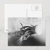 Pusteblume 2013 4 ポストカード (正面/裏面)