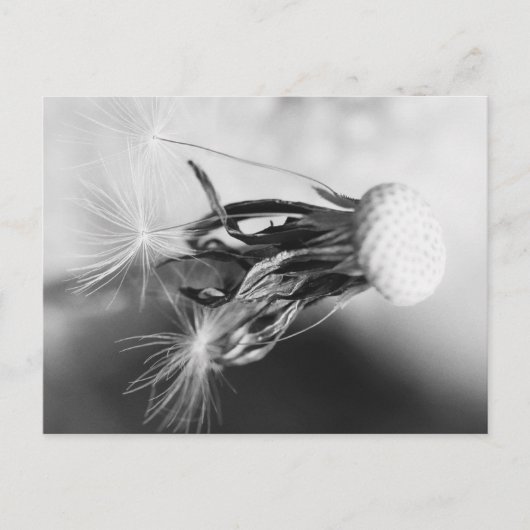 Pusteblume 2013 4 ポストカード (正面)